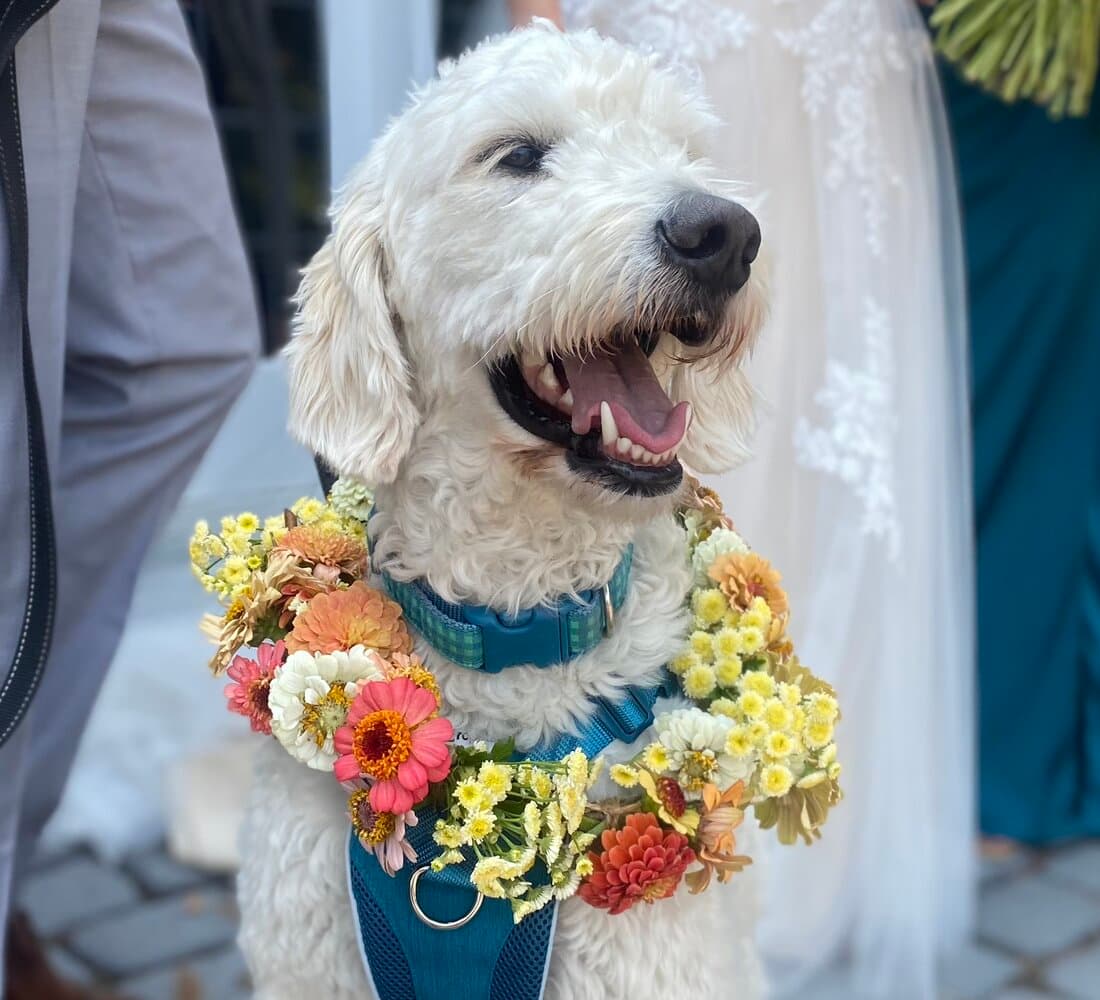 A couple on their wedding day with their dog and an armful of flowers